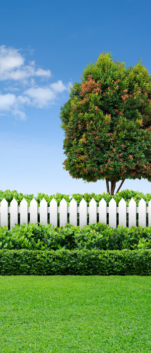 Bibliothèque de prix 9 Vue d’un aménagement paysager avec une clôture et un arbre